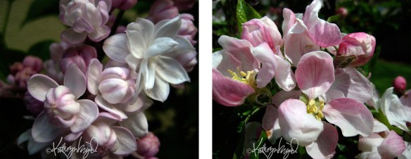 lilac and apple blossom photos