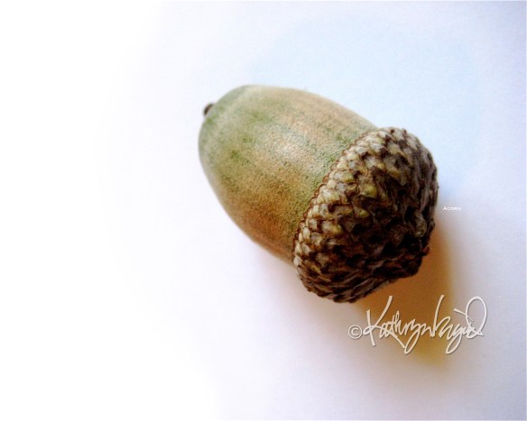 acorn photo