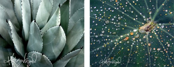 agave and colocasia photos