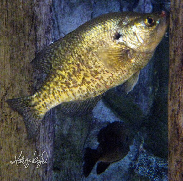crappie photo