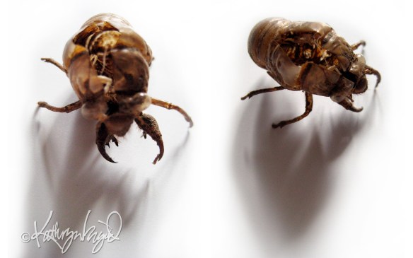 bug exoskeleton photos