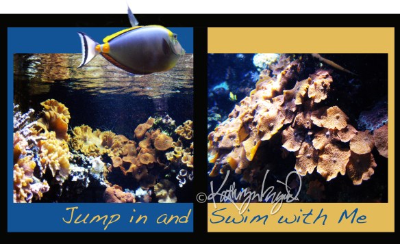 aquarium photos + text
