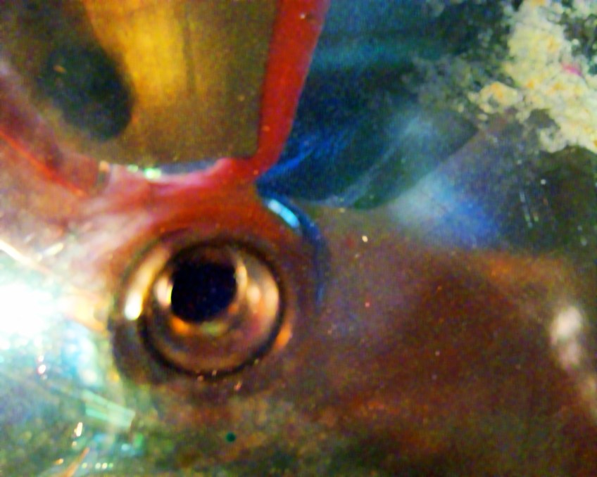 digital abstract photo