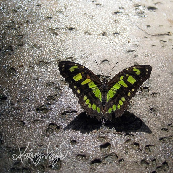 Sweet Green Wings photo