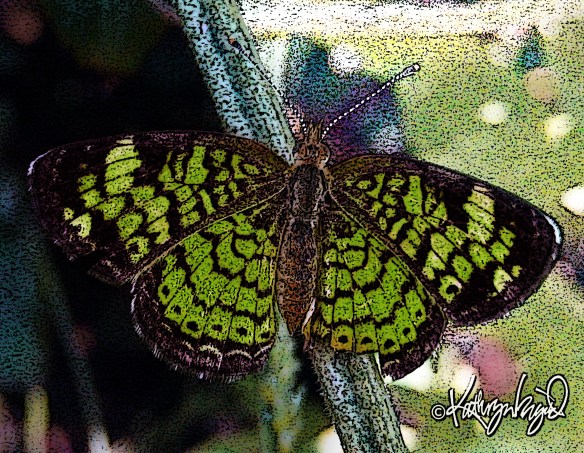 digital photo-illustration