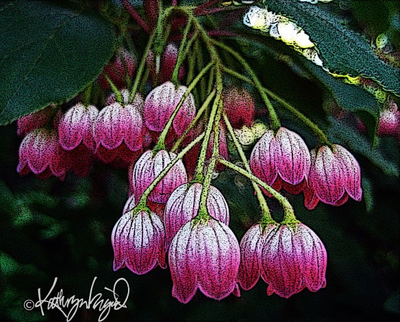 digital photo-illustration