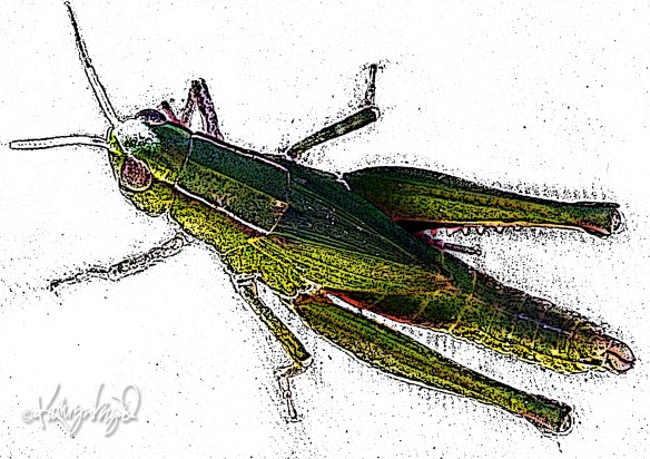 digital photo-illustration