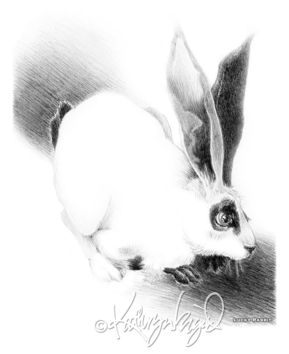 Wild Hare graphite drawing