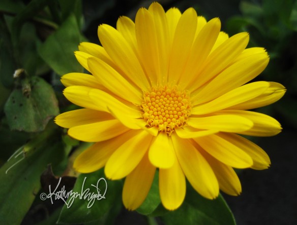 photo (Calendula)