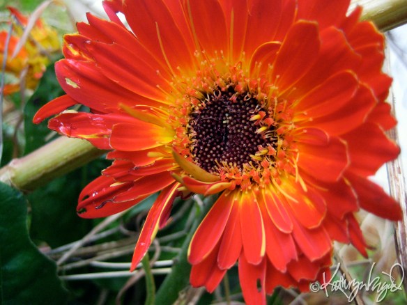 Livingstone Daisy, I Presume photo