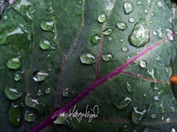 Red Cabbage Leaf photo