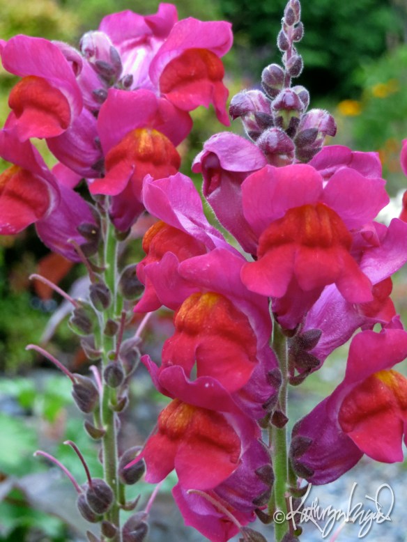 Snappy Dragons photo