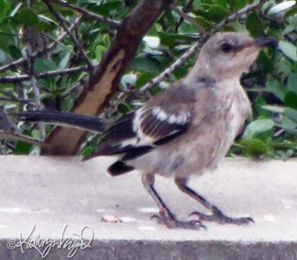 Warbler digital illustration from a photo