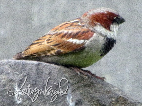 digital illustration from a photo