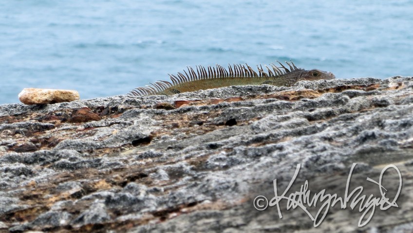 Photo: Iguana Photo-Bomb
