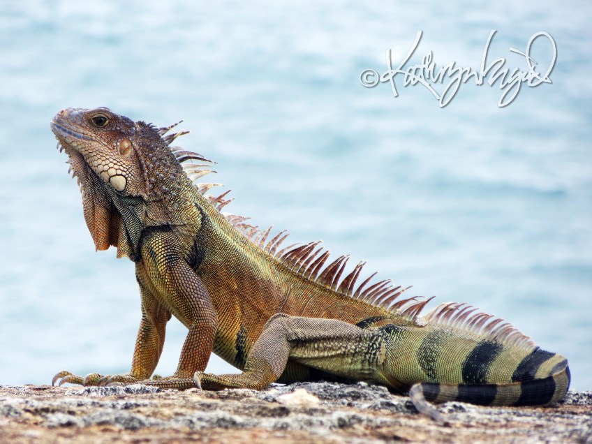 Photo: Magnificent Reptile