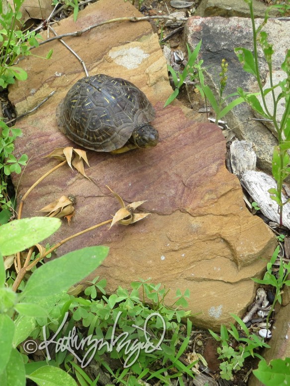 Photo: Our Tiny Turtle