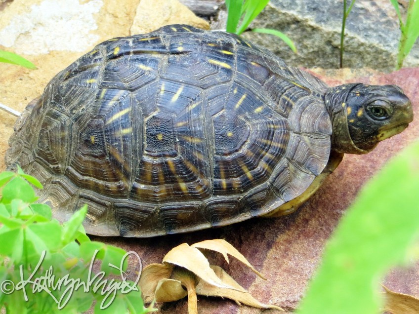 Photo: Tiny Tim (or Tina) Turtle