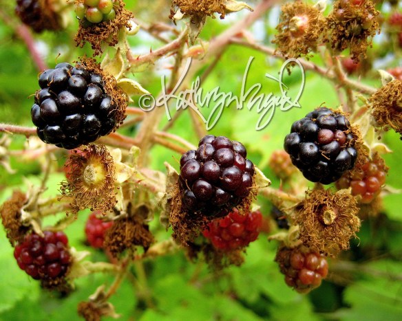 Photo: Blackberry Burst