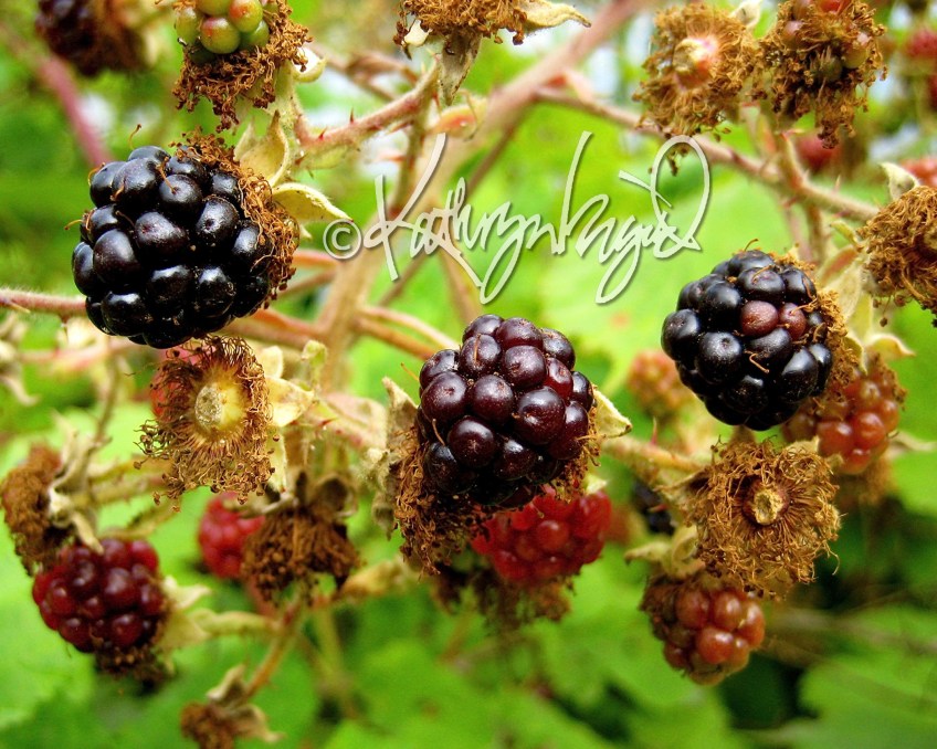 Photo: Blackberry Burst