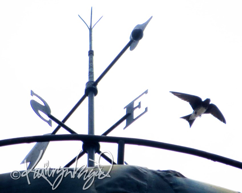 Photo: Where the Wind Takes Me