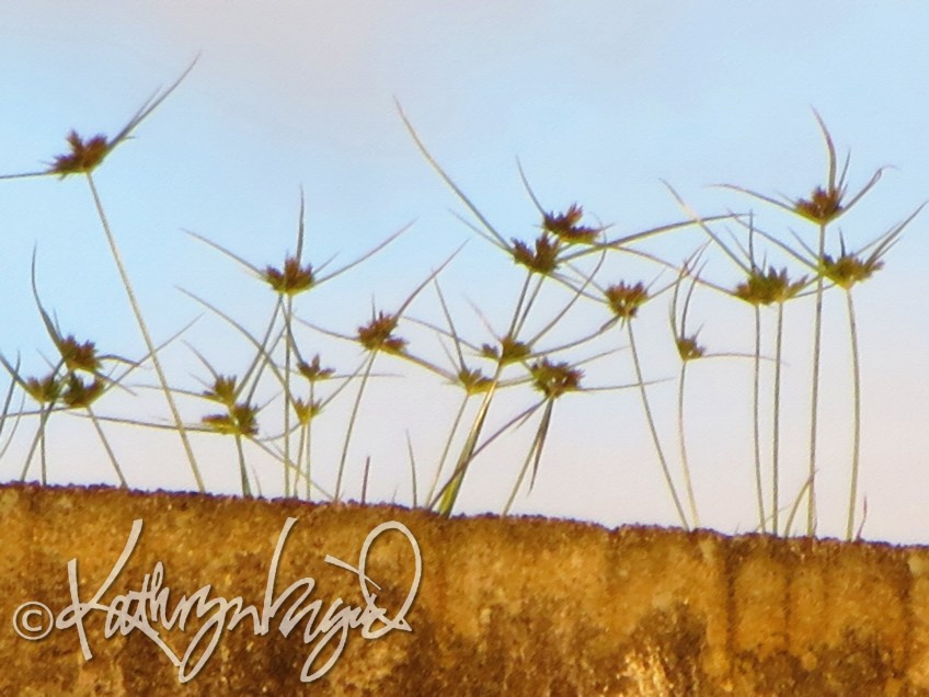 Photo: The Winds Bend but Do Not Break Me