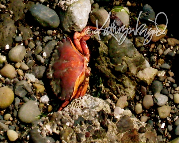 Digital painting from a photo: Feeling Crabby