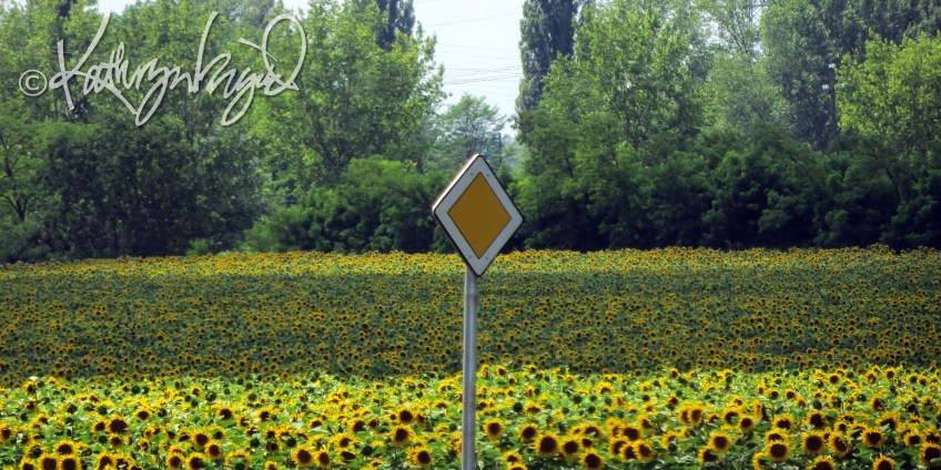 Photo: Stating the Obvious