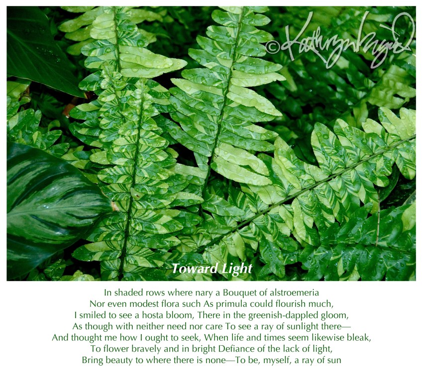 Photo + text: Toward Light