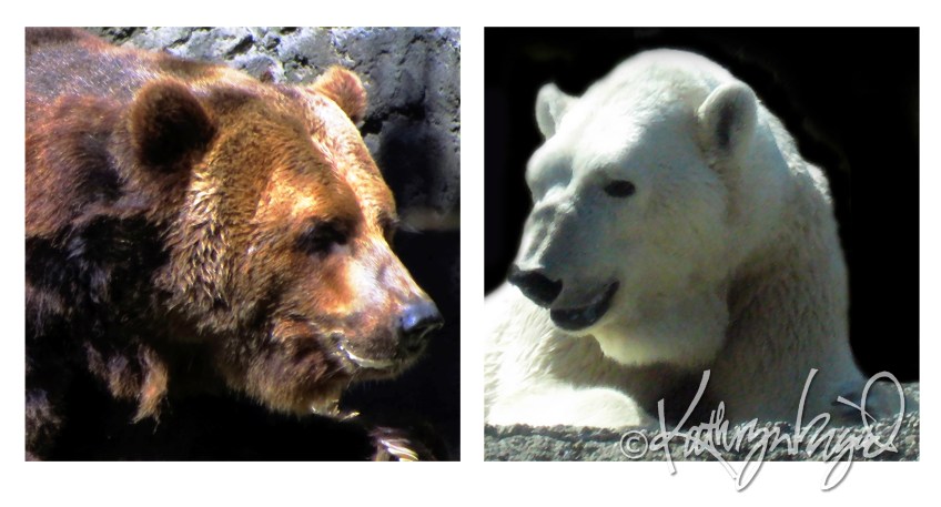 Photo montage: Grizzolar Talk