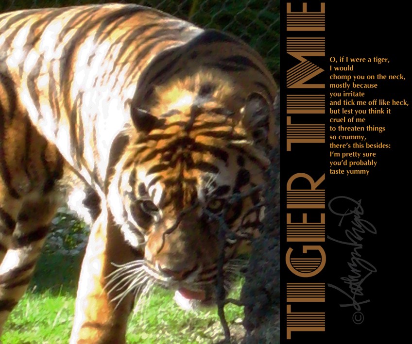 Photo + text: Tiger Time