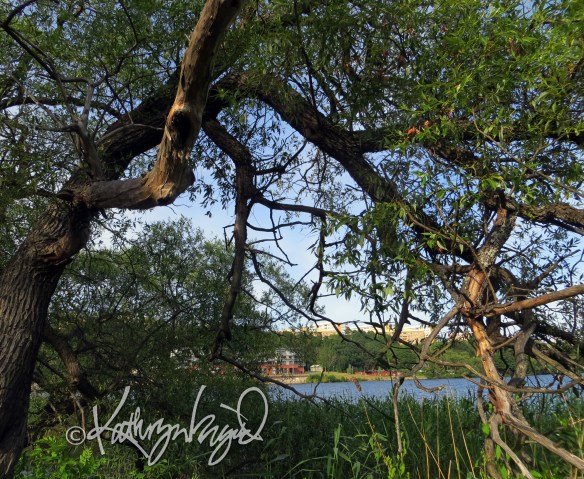 Photo: Under the Willow Tree 1