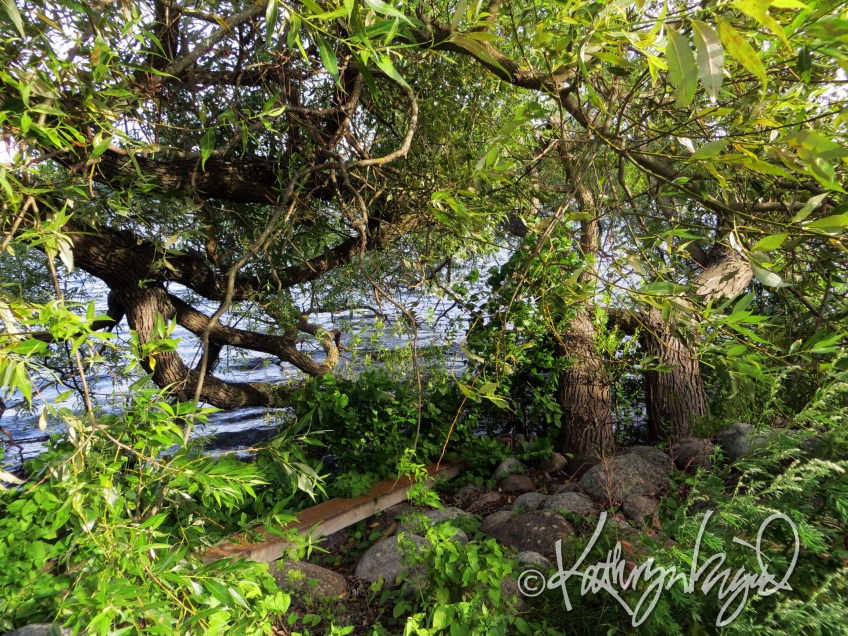 Photo: Under the Willow Tree 2