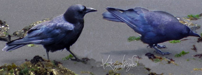 Digital artwork from photographs: Curious Crows