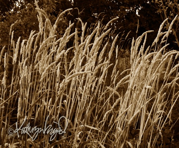 Photo: Wheat Field