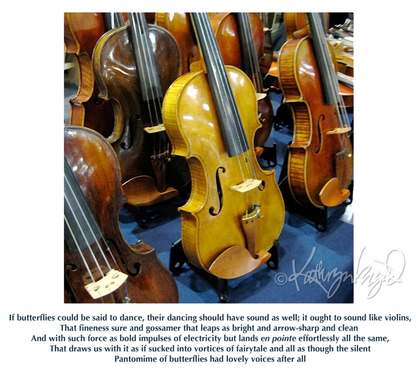 Photo + text: If Butterflies could Dance