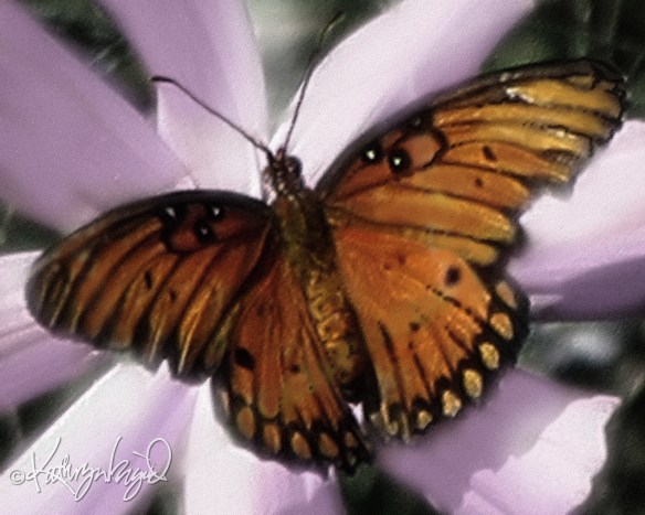 Digitally painted photo: Cosmic Butterfly