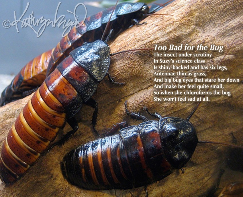 Photo + text: Too Bad for the Bug