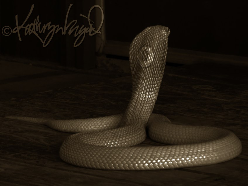 Photo: Snakebit