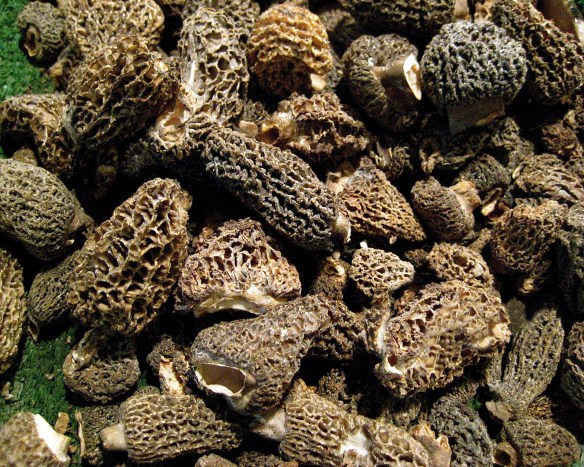 Photo: Morels