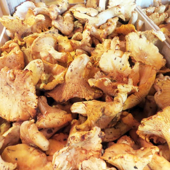 Photo: Chanterelle Gold
