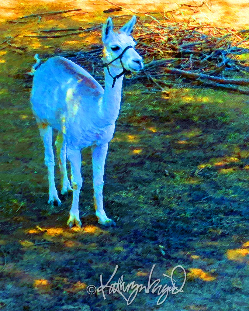 Digital illo from a photo: Woolly Nilly