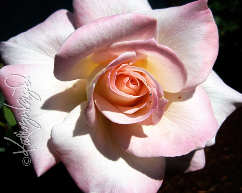 Photo: I'm Only Human