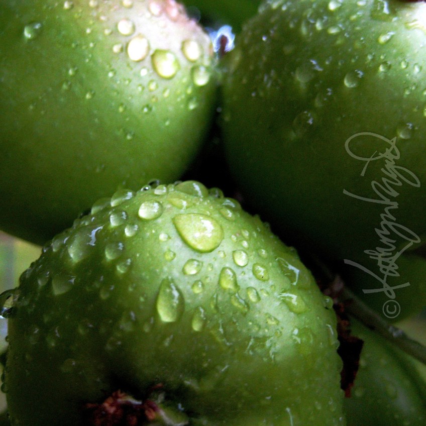 Photo: Sprightly Apples