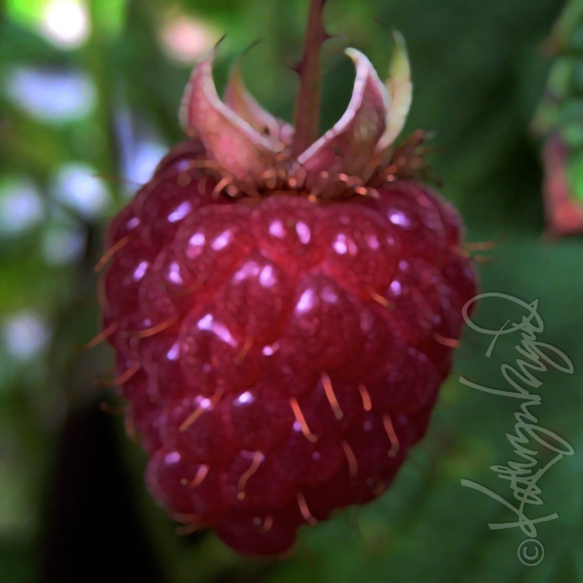 Photo: Raspberry