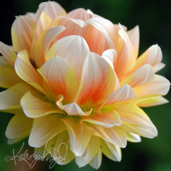Photo: A Dahlia for Neil