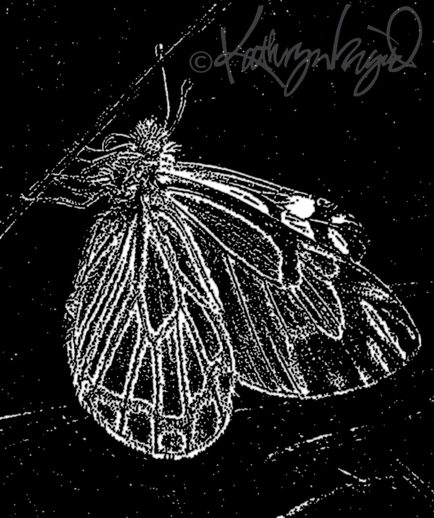 Digital illo from a photo: Black Butterfly