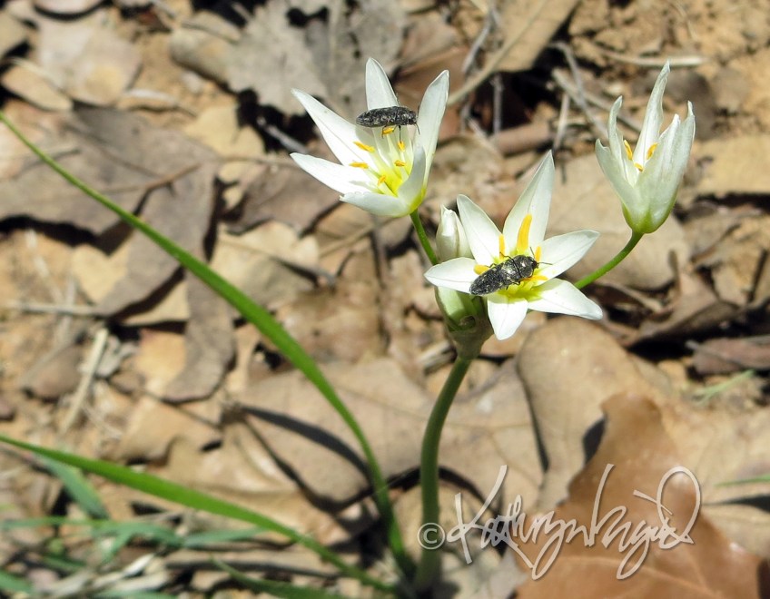 Photo: Pollinators at Work