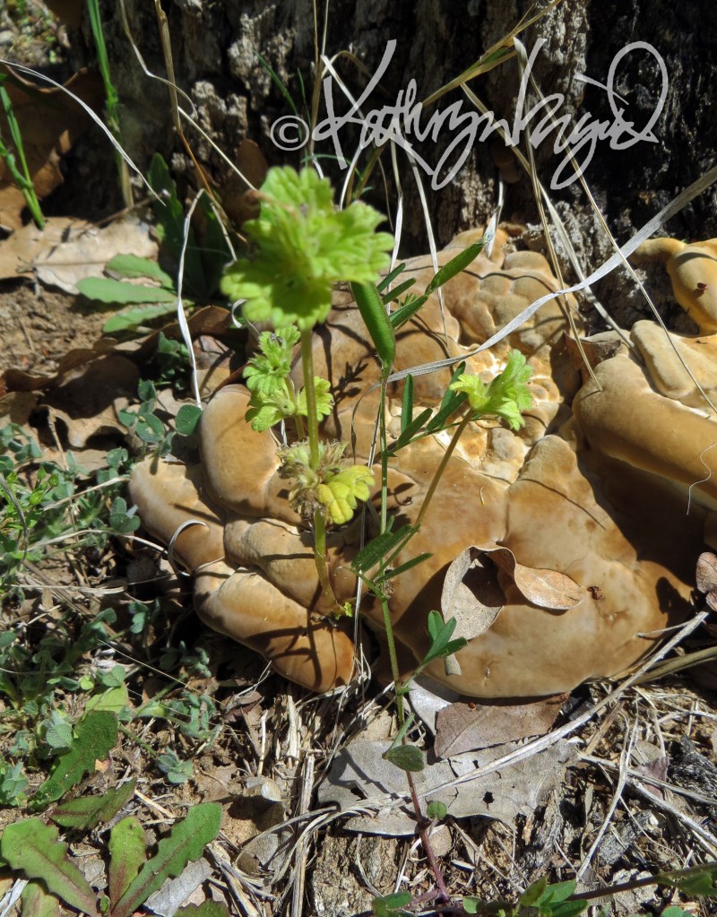 Photo: Sprout & Fungus