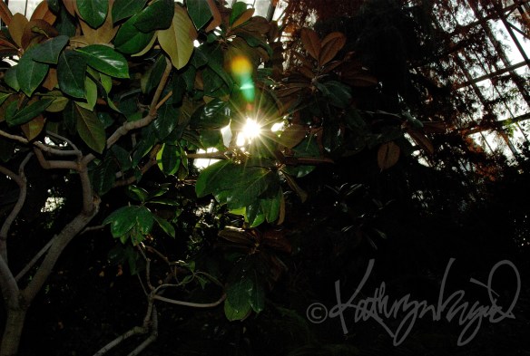 Photo: Enfold Me in the Green